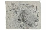 Plate With Crinoid Holdfast, Bryozoans, Trilobites - Indiana #197416-2